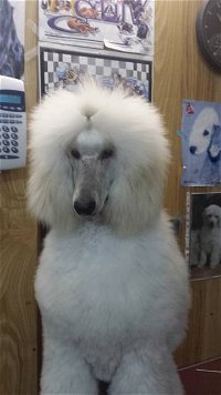 Doggie Fashion Grooming Salon - Internet Find