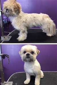 Dog Addiction Grooming Salon - Internet Find