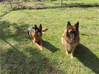 Bayview Canine Lodge - Click Find