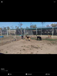 Mykito Boarding Kennels  Cattery - DBD