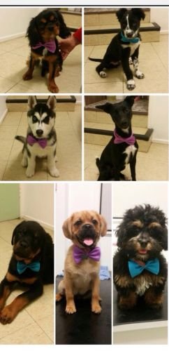 Killarney Vale Veterinary Clinic Puppy Pre School - Click Find