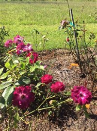 A Rosemere Roses - Click Find