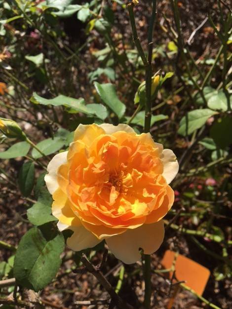 A Rosemere Roses - thumb 1