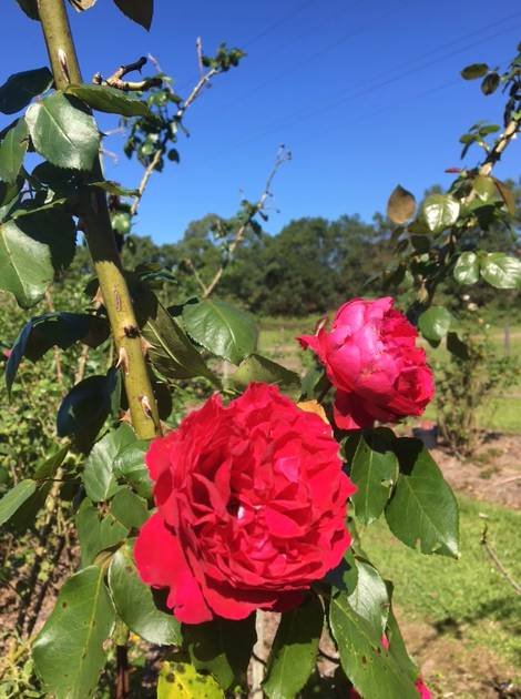 A Rosemere Roses - thumb 3
