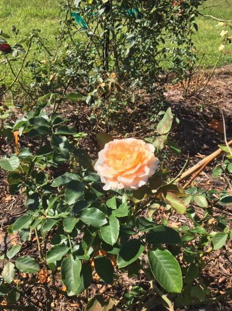 A Rosemere Roses - thumb 4