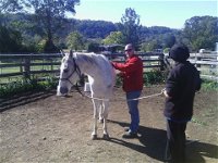 Ben Walder Horse Acupuncture  Iridology - Suburb Australia