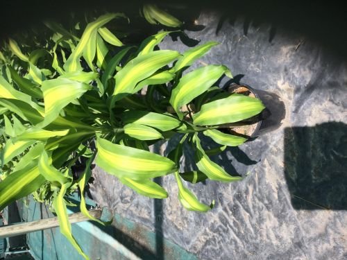 Wulguru Indoor Plant Hire - DBD