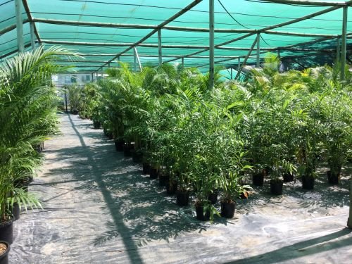 Wulguru Indoor Plant Hire - thumb 1