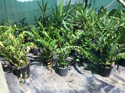 Wulguru Indoor Plant Hire - thumb 2