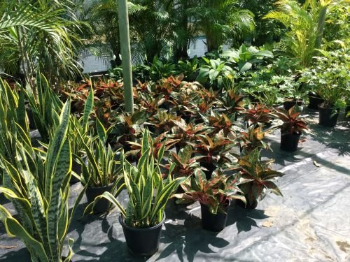 Wulguru Indoor Plant Hire - thumb 3
