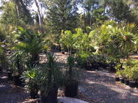 Noosaville Garden Centre Cooroibah Park Landscapes - Click Find