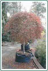 Civic Trees Pty Ltd - Seniors Australia