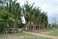 Bluewater Palms - Renee