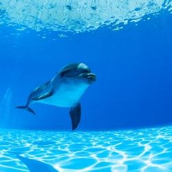 Dolphin Resort Accommodation Bahrain