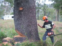Steve Smith Chainsaw Training - Sydney Private Schools