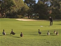 Royal Hobart Golf Club - Lismore Accommodation