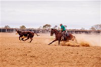 Birdsville Campdraft  Rodeo and Bronco Branding - Accommodation in Surfers Paradise