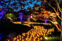 Canberra Nara Candle Festival - St Kilda Accommodation