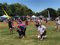 Dogs in the Park Orange - Redcliffe Tourism