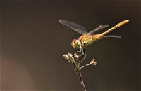Dragonfly Discovery - Accommodation Rockhampton
