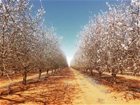 Mallee Almond Blossom Festival - Redcliffe Tourism