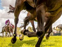 Night Markets and Race Day - Accommodation Nelson Bay