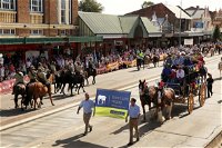 Scone Horse Festival - Redcliffe Tourism
