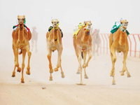 The Quirindi Camel Cup - Tourism Adelaide