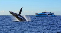 Whale Watching Cruises - Accommodation Rockhampton