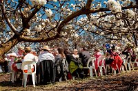 Young Cherry Blossom Long Lazy Lunch - Redcliffe Tourism
