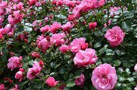 2020 Woolmers Estate Festival of Roses - Kempsey Accommodation