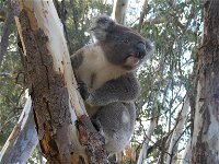 Annual Koala Count - Restaurants Sydney