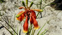 Australian flora past present and future - Accommodation Mount Tamborine