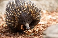 Aussie Wildlife Course - July/August/September - eAccommodation