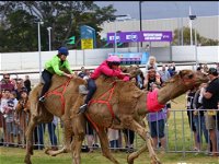 Camel Races at Gosford Showgrounds - Kempsey Accommodation