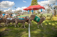 Caragabal Sheep Races - SA Accommodation