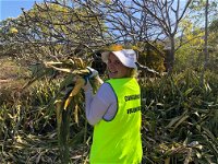 Conservation Volunteers Australia Townsville - Beach Scrub Conservation - Accommodation QLD