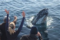 Eden Whale Festival - Redcliffe Tourism