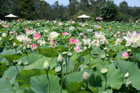 Lotus Flower Season - Accommodation Tasmania