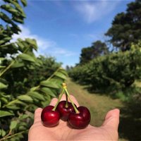 National Cherry Festival - New South Wales Tourism 