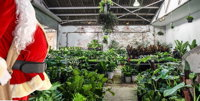 Newcastle - Huge Indoor Plant Warehouse Sale - Christmas Bonanza - Restaurant Guide