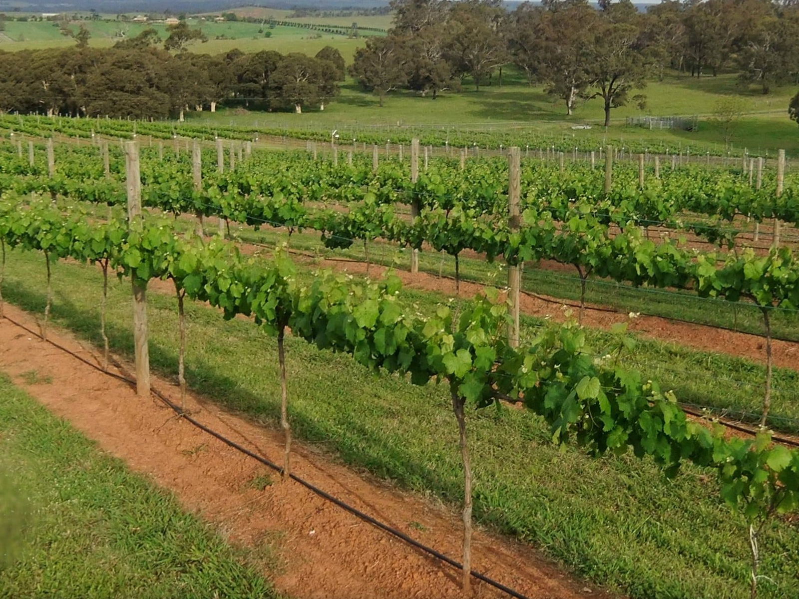 Menangle NSW Restaurant Darwin