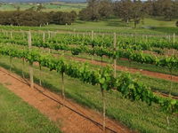 Razorback Ridge Wines Open Weekends - Surfers Gold Coast