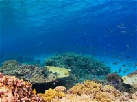 Recovery of the Great Barrier Reef - Accommodation ACT