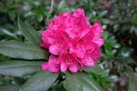 Rhododendrons at Brangayne - Whitsundays Tourism
