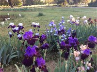 Riverina Iris Farm Open Garden and Iris Display - Accommodation Daintree