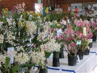 Sapphire Coast Orchid Club Spring Orchid Show - Kempsey Accommodation