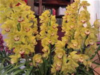 Sapphire Coast Orchid Club Winter Orchid Show - Accommodation Mount Tamborine