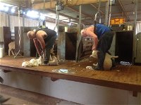 Sheep Shearing Farm Tour - Accommodation BNB