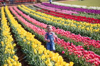 Tesselaar Tulip Festival - Accommodation in Brisbane